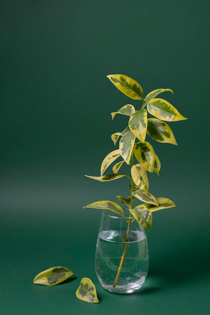 Beautiful bicolor plant details