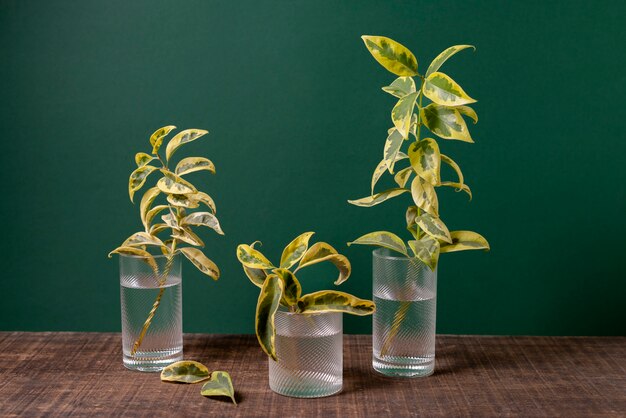 Beautiful bicolor plant details