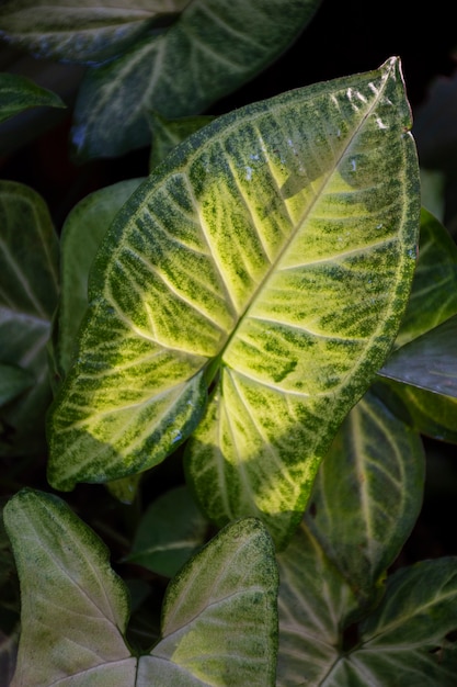 Free photo beautiful bicolor plant details