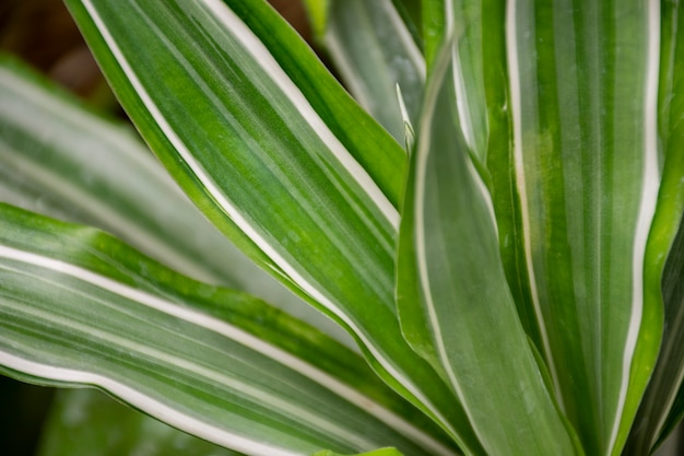 Free photo beautiful bicolor plant details