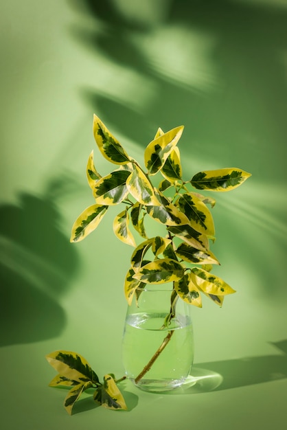 Beautiful bicolor plant details