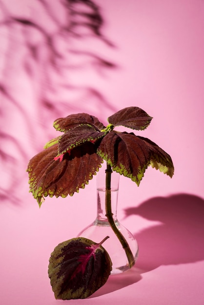 Free photo beautiful bicolor plant details