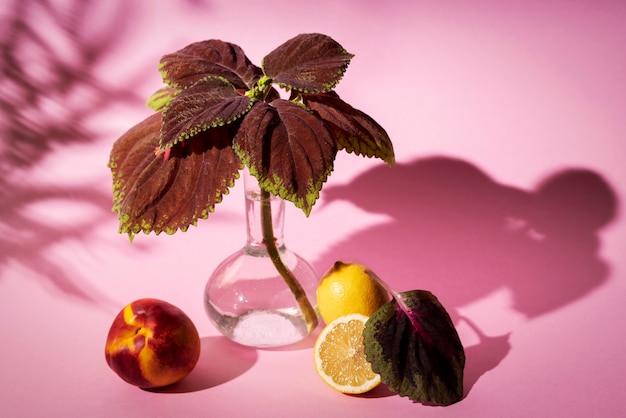 Beautiful bicolor plant details