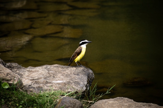 Free photo beautiful bird near river closeup