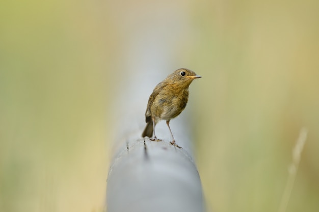 Free photo beautiful bird sitting on a pipe among the green grass