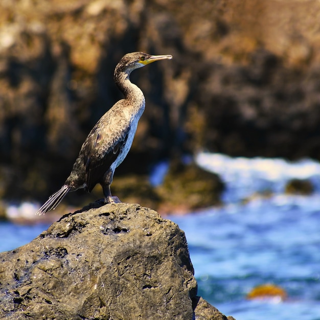 Free Photo a beautiful bird sitting on a stone by the sea