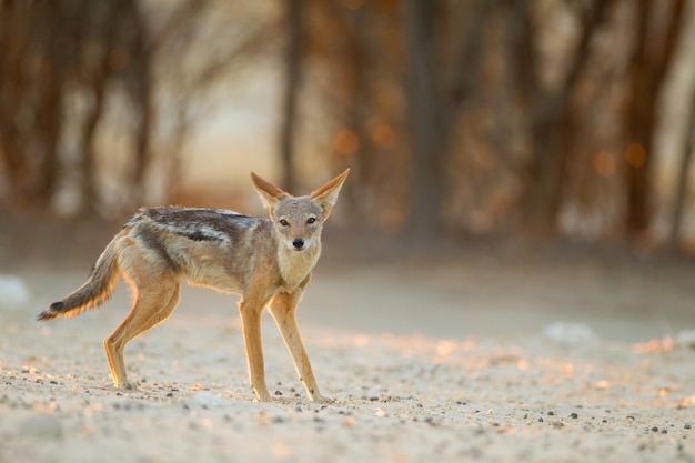 Free photo beautiful black-backed sand fox in the desert with the trees