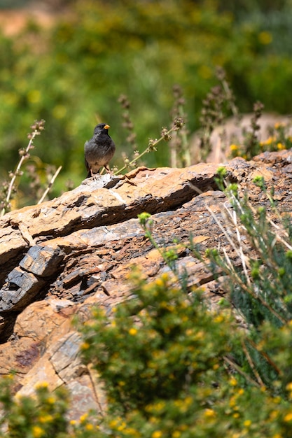 Free Photo beautiful black bird standing on the rocks