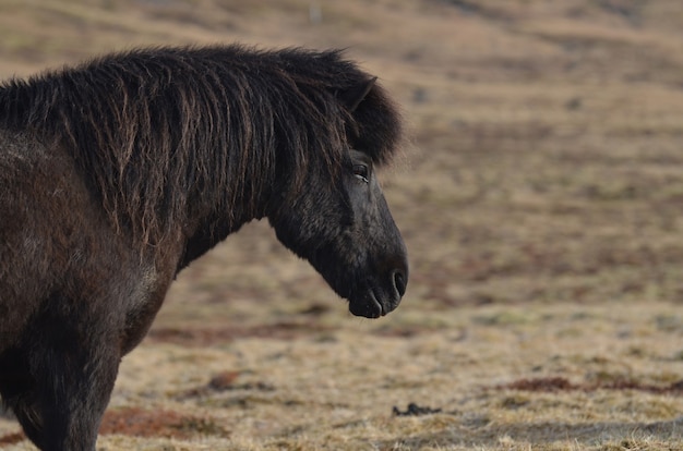 Free photo beautiful black icelandic horse profile.