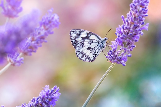 Free photo beautiful black and white butterfly sitting on a purple lavender