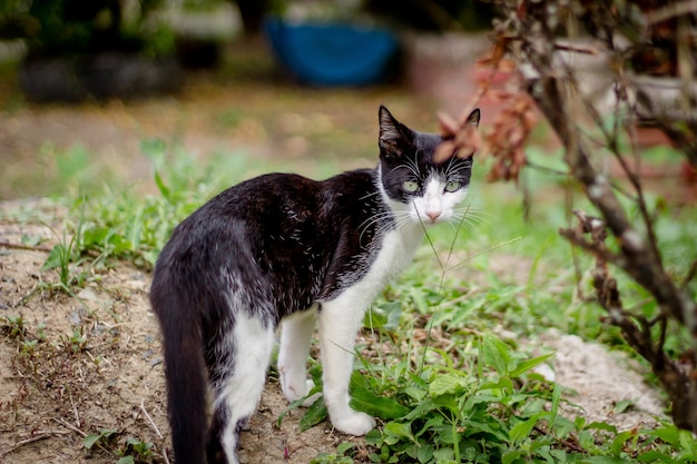 Beautiful black and white cat shot from up close in the garden