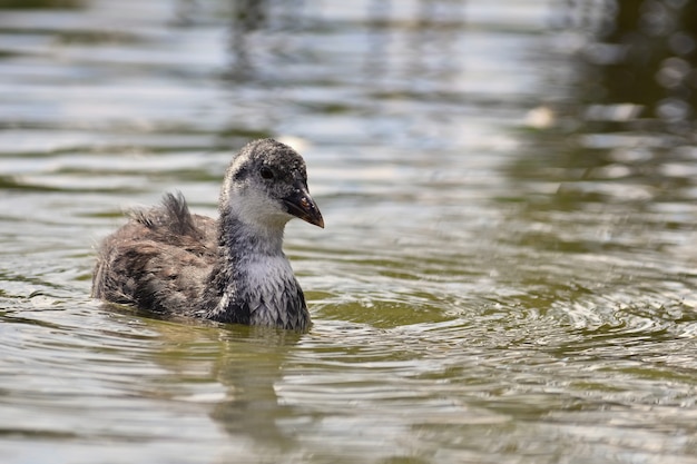 Free Photo a beautiful black wild duck floating on the surface of a pond (fulica atra, fulica previous)