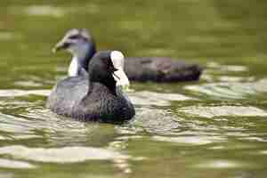 Free photo a beautiful black wild duck floating on the surface of a pond fulica atra fulica previous