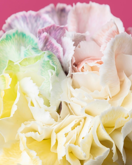 Beautiful bloomed flower close-up