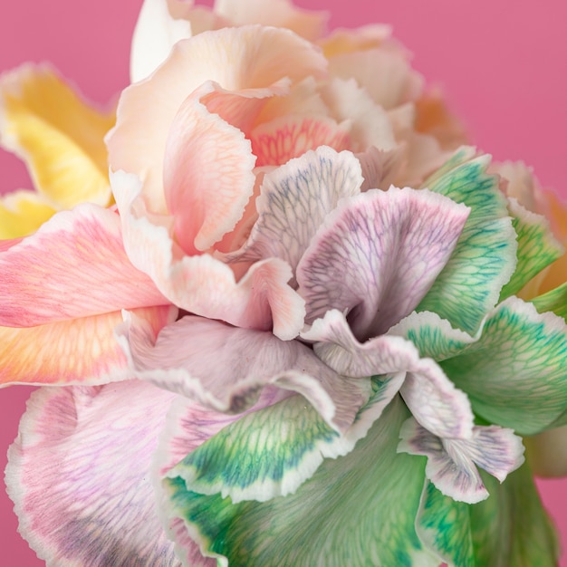 Beautiful bloomed flower close-up