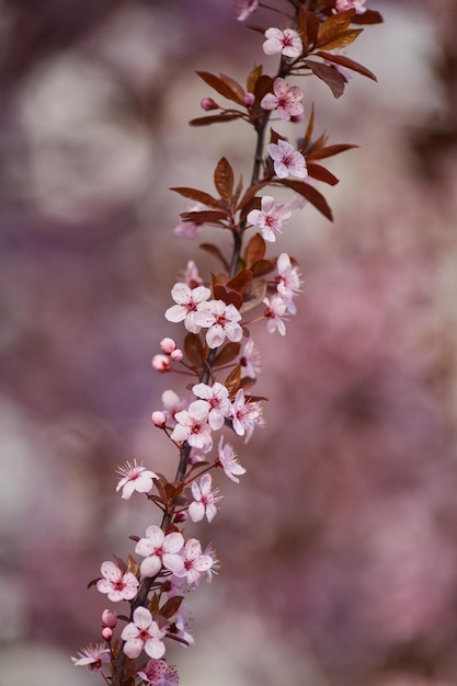 The beautiful blooming branch