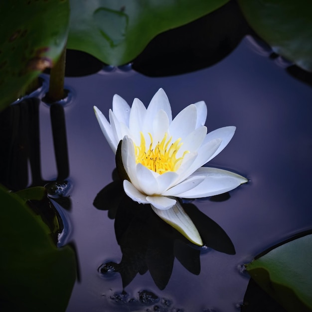 Free photo beautiful blooming flower  white water lily on a pond nymphaea alba natural colored blurred backgroundxdxanature