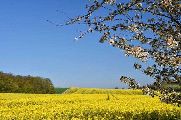 Beautiful blooming fruit tree branch. Yellow flowering fields, ground road and beautiful valley, nat