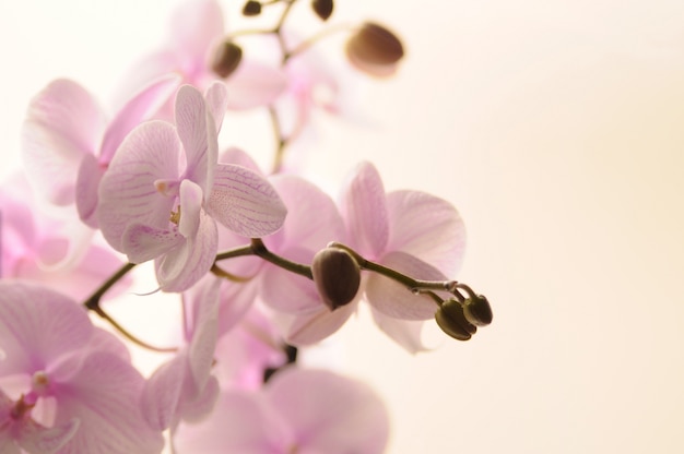 Beautiful blooming orchid isolated on white. Pink orchid flower.