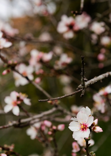 Free photo beautiful blooming tree outdoors