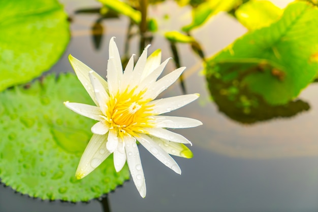 Beautiful blossom purple lotus with yellow pollen .