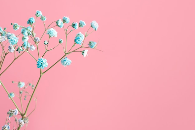 Beautiful blue assortment of flowers