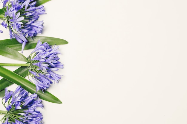 Free Photo beautiful blue blooms with green leaves