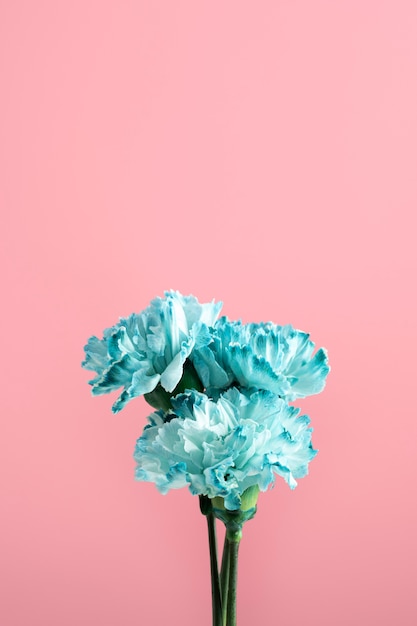 Free photo beautiful blue carnation with stem