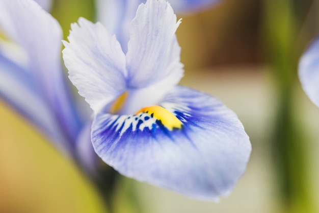 Free photo beautiful blue fresh flower