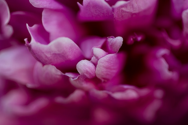 Beautiful blurred flowers in nature