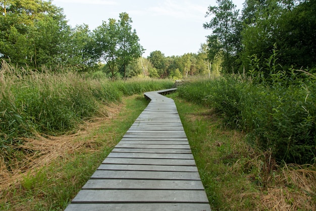 Free Photo beautiful boardwalk through the marsh in netherlands