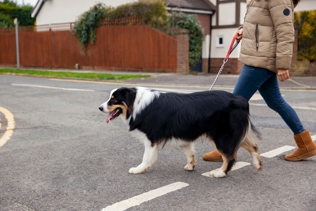 Beautiful border collie dog havin fun outsde