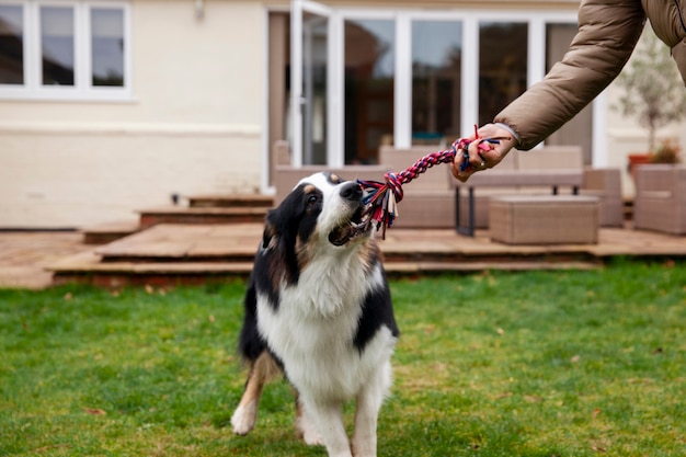 Beautiful border collie dog training with owner