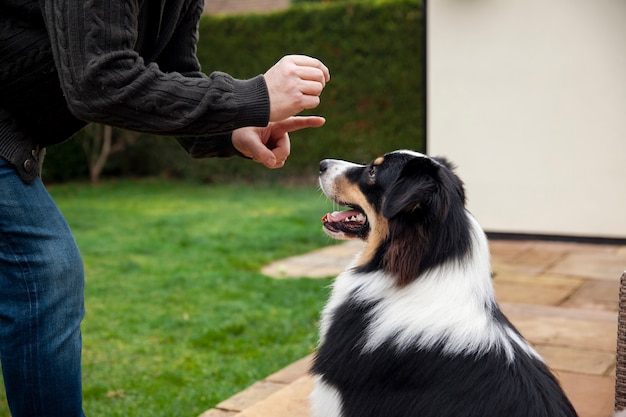 Free photo beautiful border collie dog training with owner