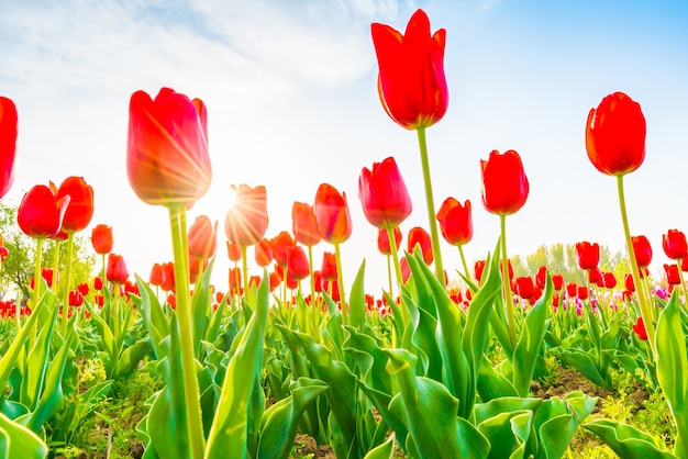 Beautiful bouquet of tulips in spring season .