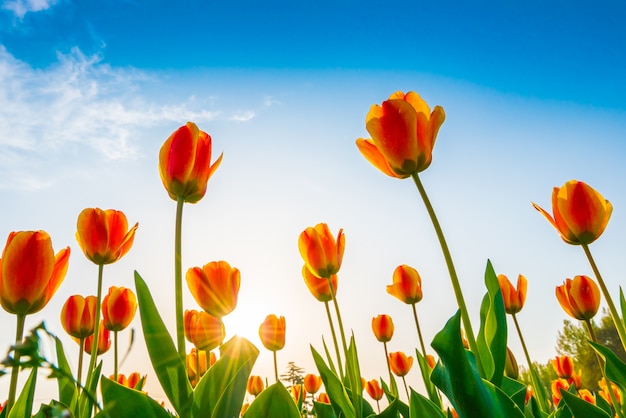 Beautiful bouquet of tulips in spring season .