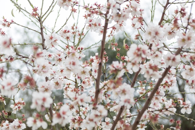 Free Photo beautiful branches with almond blossoms