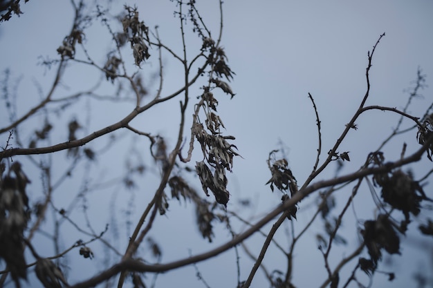 Free Photo beautiful branches with dried autumn leaves