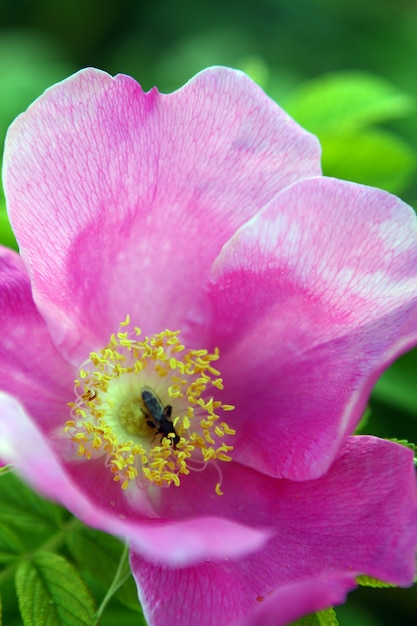 Beautiful briar flower