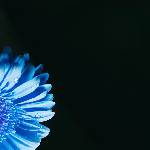 Free Photo beautiful bright blue bloom petals in dew