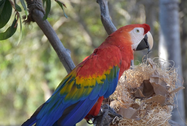 Free photo beautiful bright colored scarlet macaw on a tree perch.