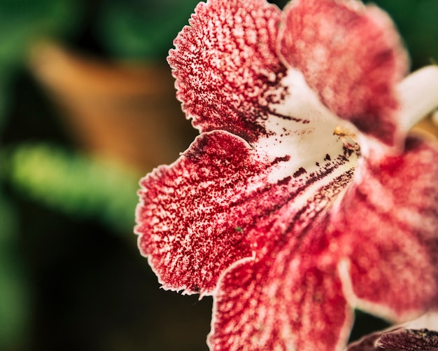 Beautiful bright flower petals