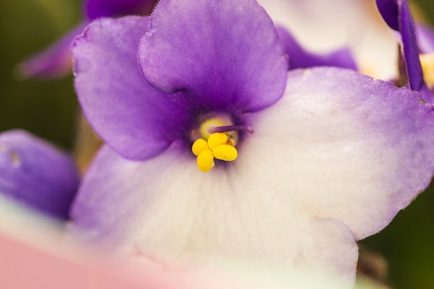 Free Photo beautiful bright fresh flower with yellow pistils