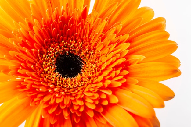 Free photo beautiful bright orange gerbera on white background