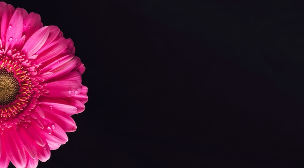 Beautiful bright pink flower petals in dew