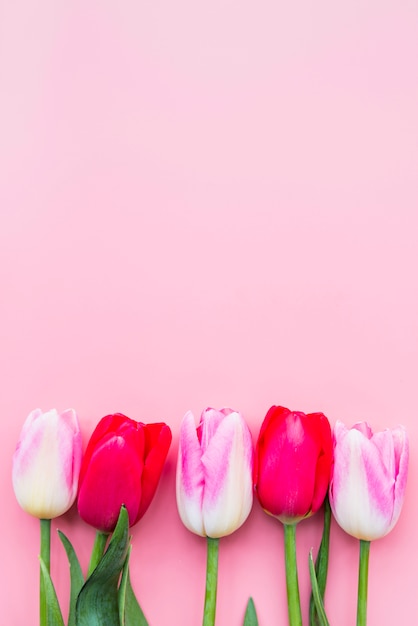 Beautiful bright tulips placed in row