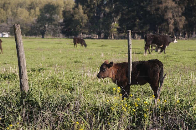 Free Photo beautiful brown calf standing in the green field behind the fencing