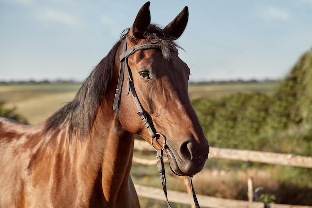 Beautiful brown horse, close-up of muzzle, cute look, mane, background of running field, corral, trees. Horses are wonderful animals