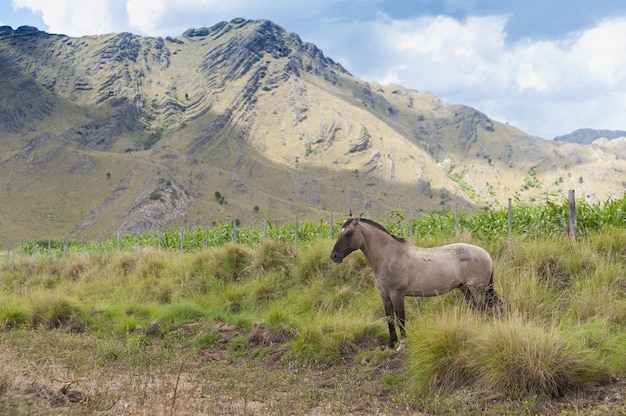 Beautiful brown horse grazing in the mountains