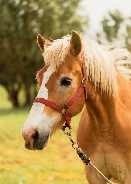 Free photo beautiful brown horse outdoors